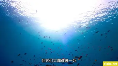 日本产品和韩国产品哪个好剧照2